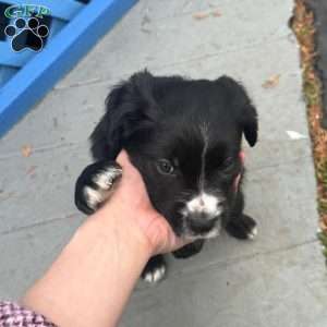 Shadow, Border Collie Mix Puppy